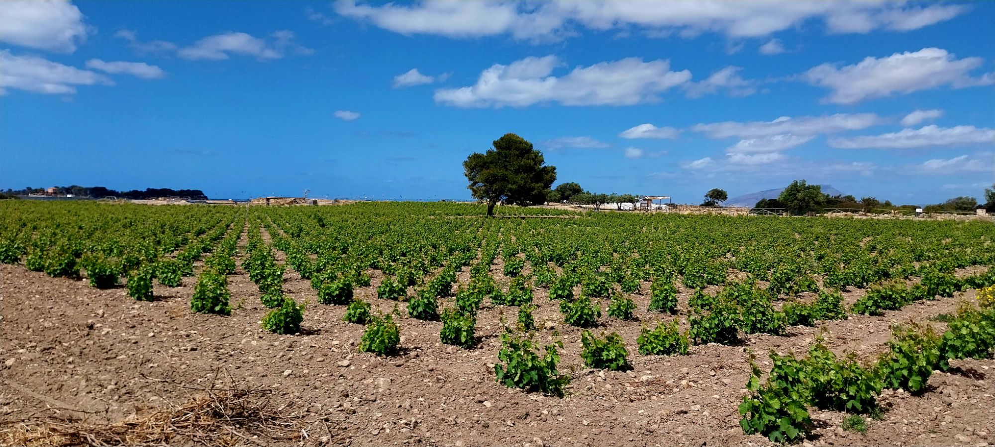 Vino Bianco da uve Grillo di Mozia: Unicità e Fascino Mediterraneo