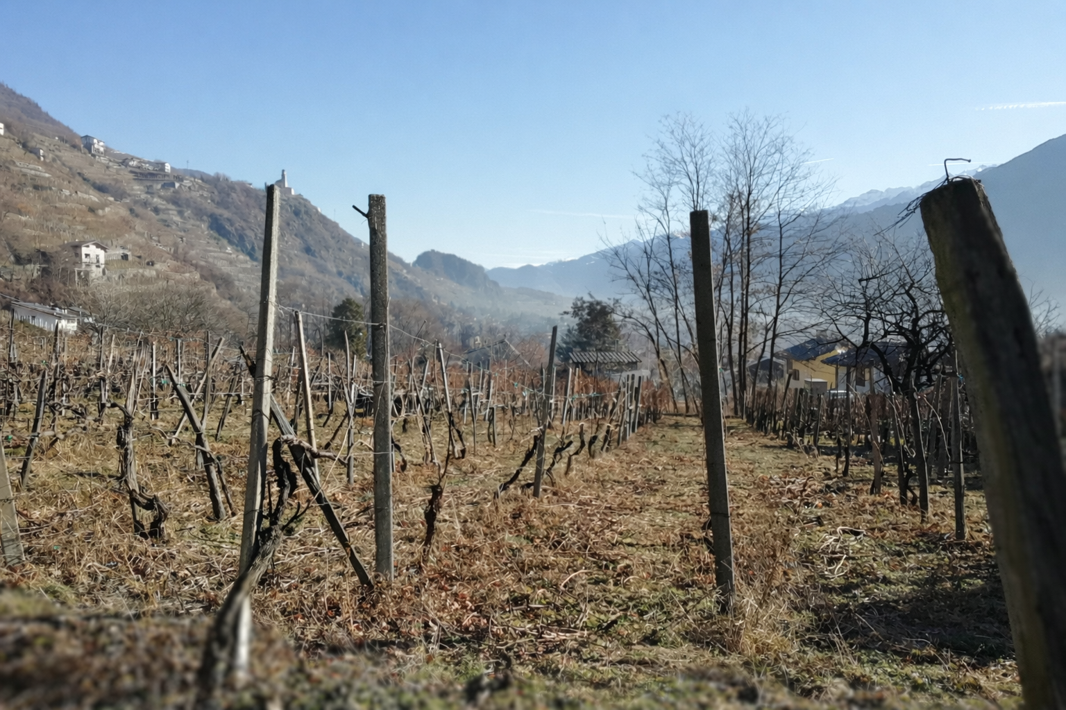 Valtellina. La montagna del Nebbiolo che resiste