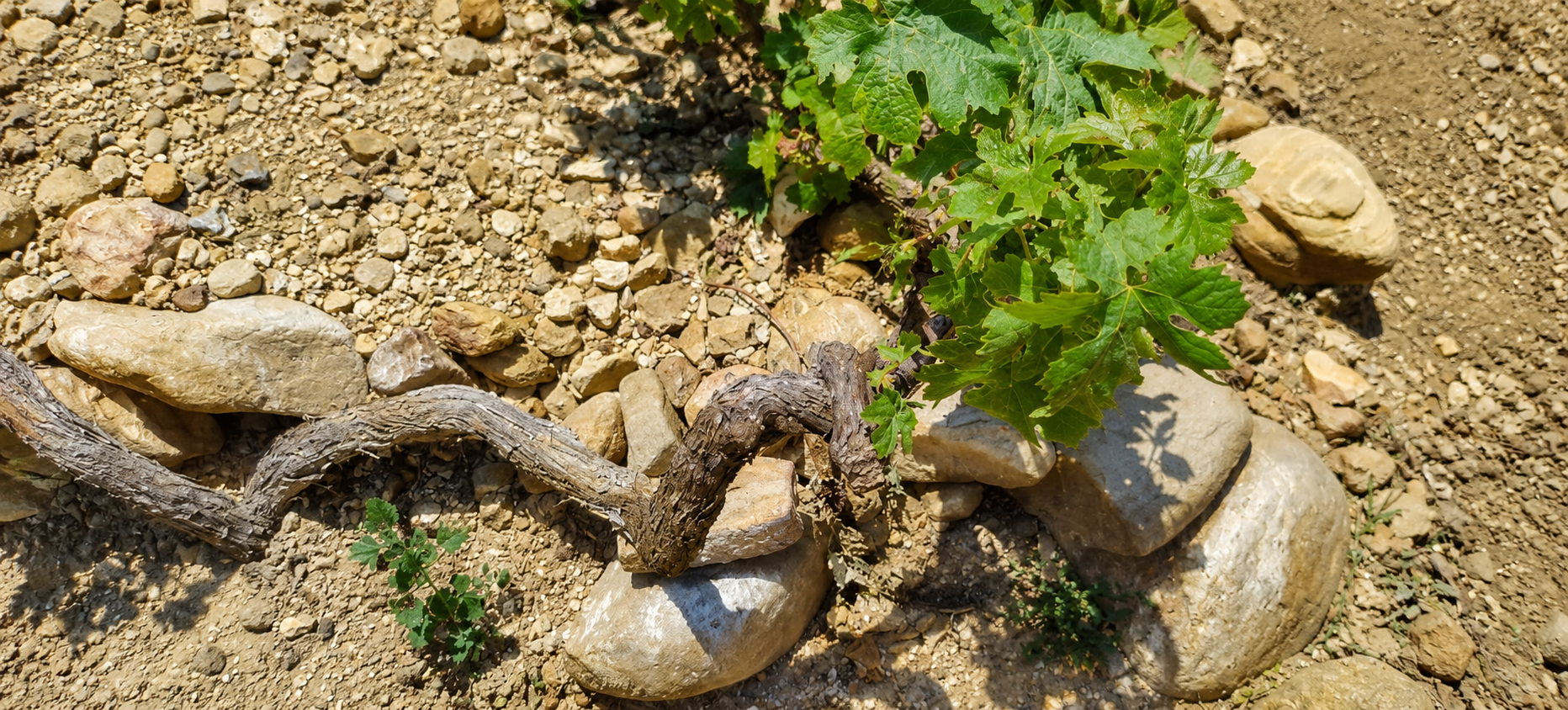 A piede franco, il respiro lungo della vigna cretese.