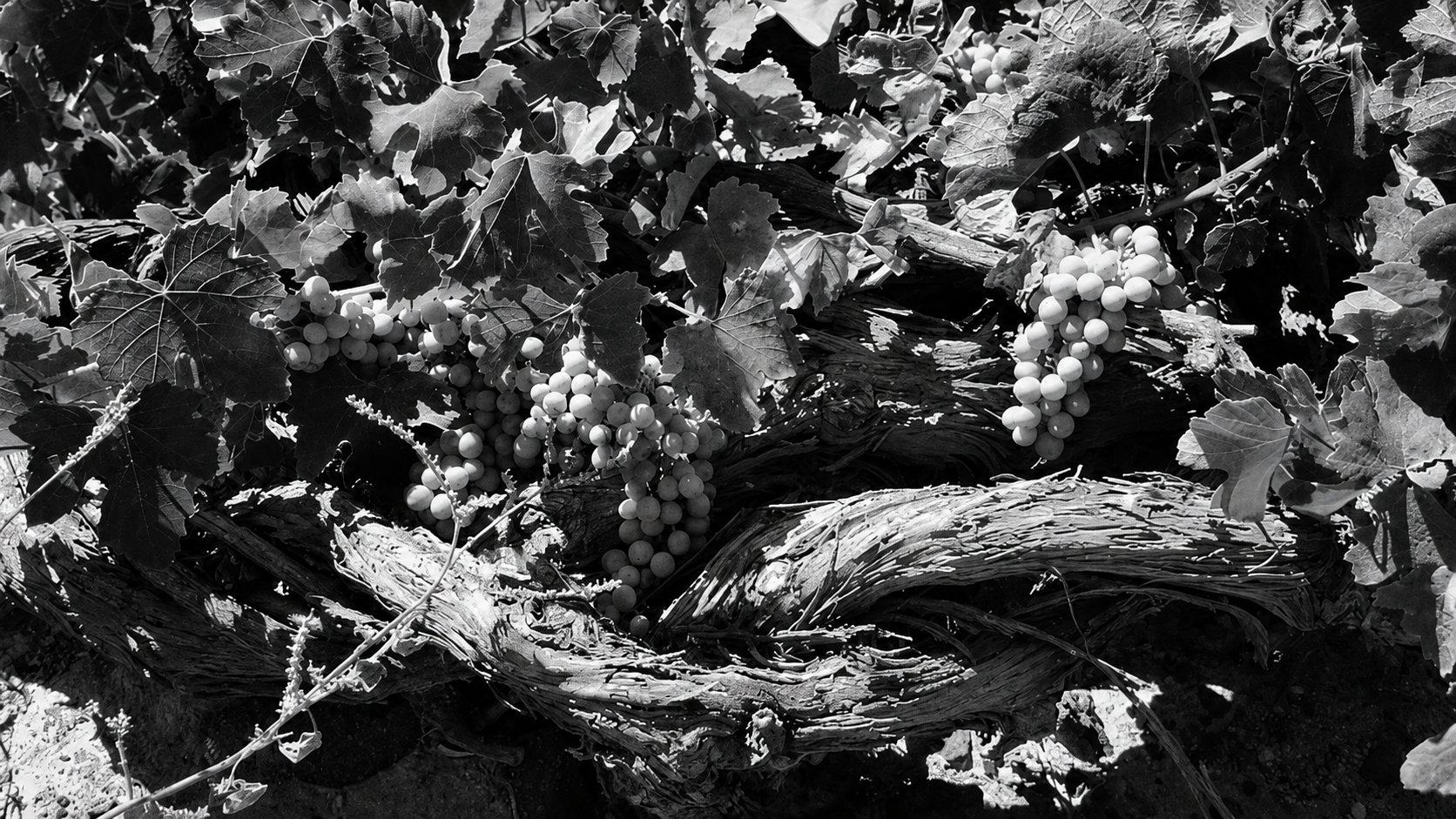 I Guardiani di Lava: Perché la Comunità delle Vigne di Santorini rischia di Scomparire