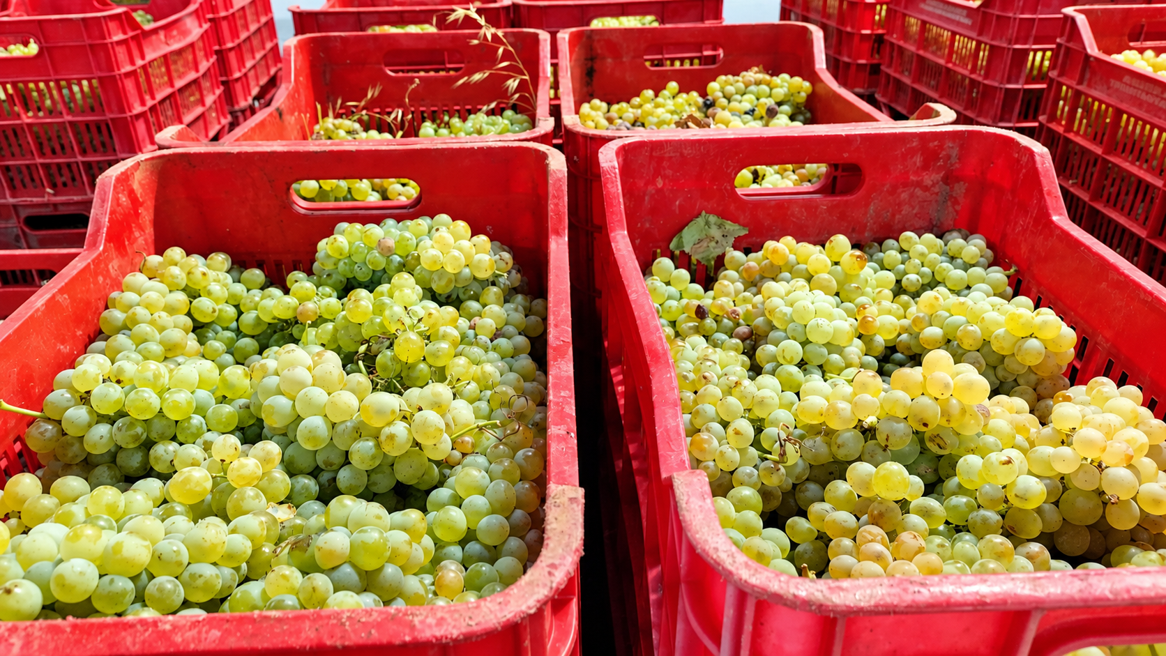 venedemmia 2026. il tempodelle domande